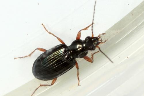 Bembidion decorum